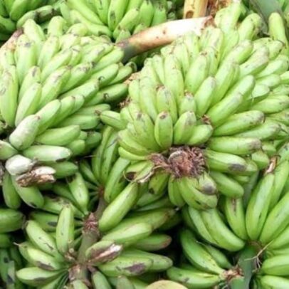 A bunch of Banana